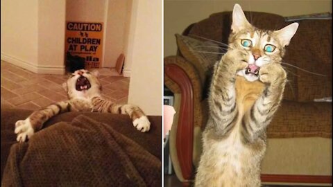 The funniest videos of wonderful cats