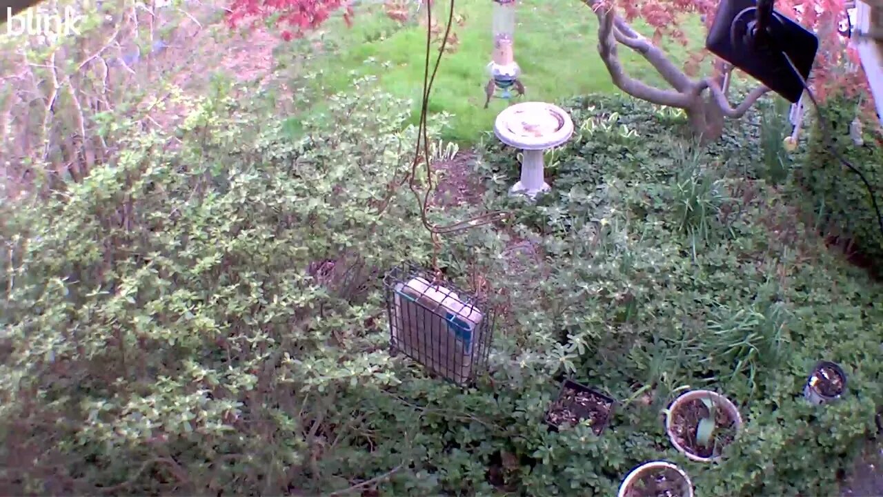 1_WEST_FLOODLIGHT_VIDEO_CAM_2023-04-06T09_16_05-0400.mp4