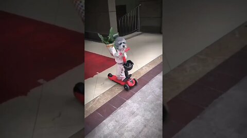 Skating Baby @ @everyone #everyone