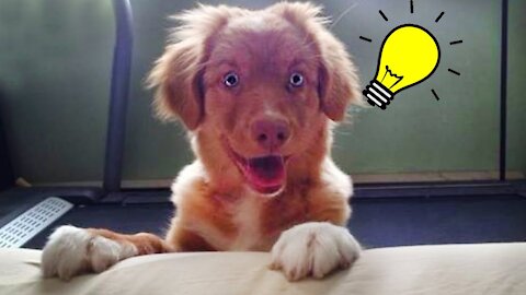 🤣when your dog is smarter than you think - Funny Dog Videos🤣
