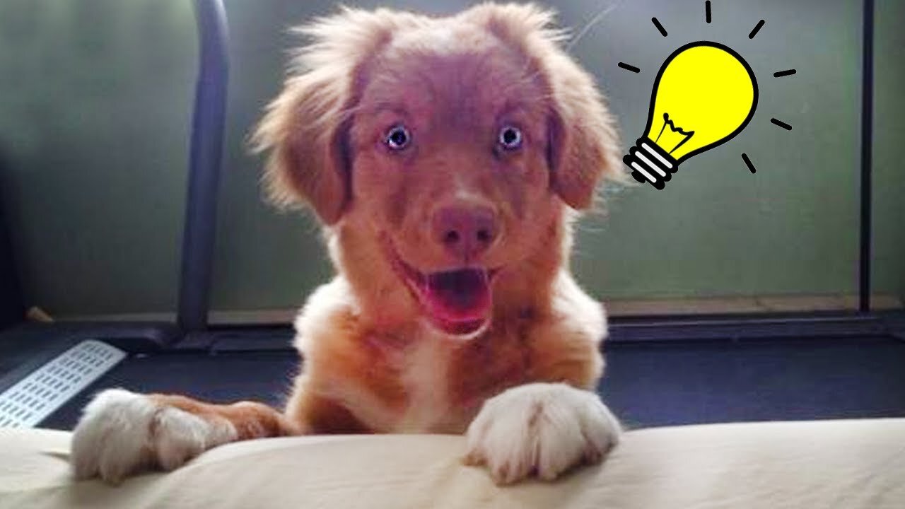 🤣when your dog is smarter than you think - Funny Dog Videos🤣