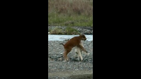 Bison Calf attacks wolf