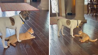 Puppy And Kitten Have Been Best Friends Since Birth