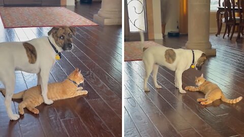 Puppy And Kitten Have Been Best Friends Since Birth