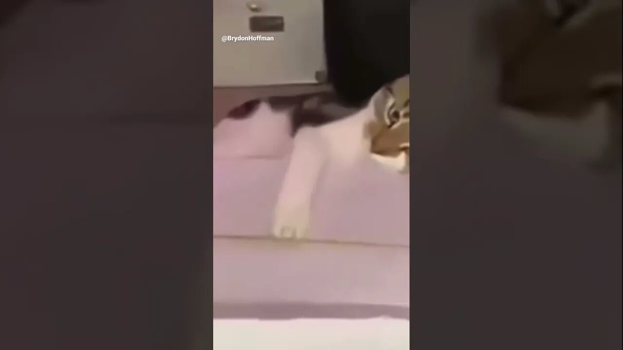 Funny Cat Meme 😂 pt.29 #shorts