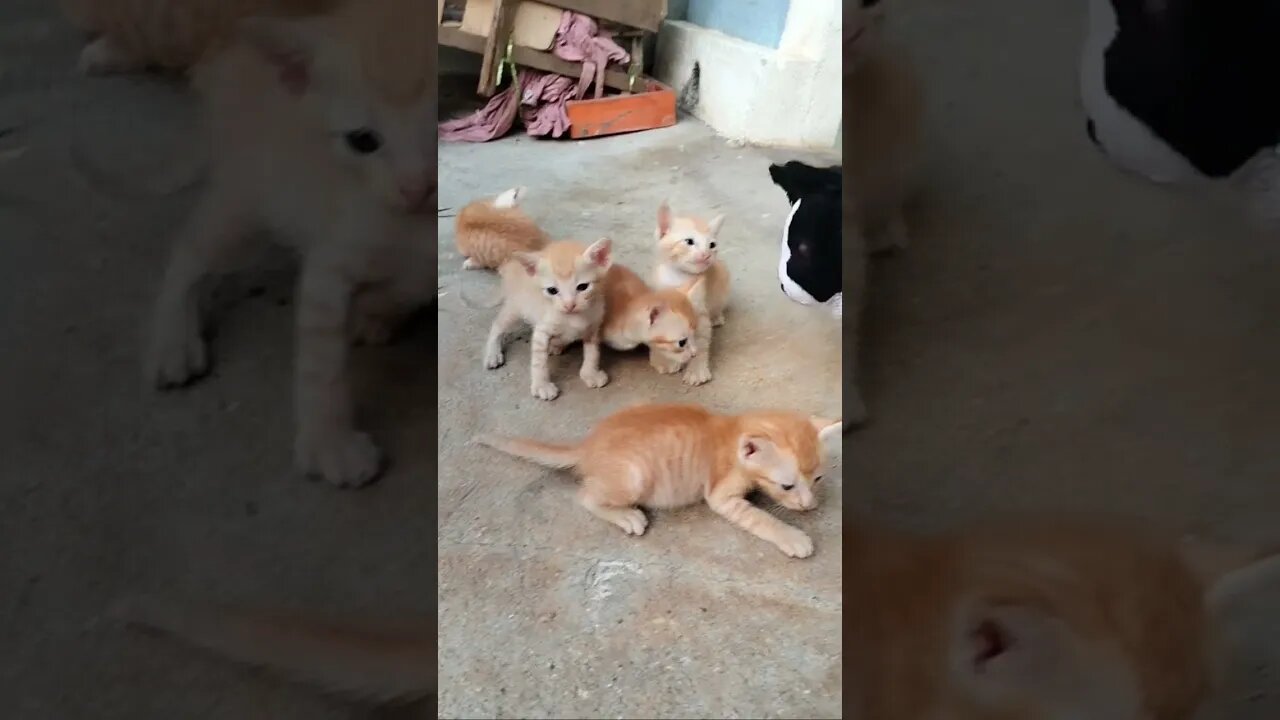Lovely Kitten❤️️