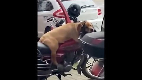 weird animal act