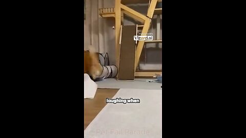 😂 Funny Pet Moments 2024 – 😺🐶Must See Hilarious Videos| Pet Fail Parade