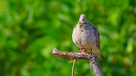 Wildlife birds