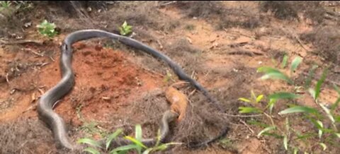 King Cobra feeding on monitor eizard