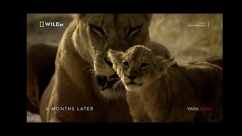 loin kingdom wild loin