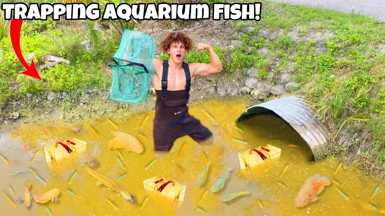 Catching EVERY AQUARIUM FISH With ALL My FISH TRAPS!