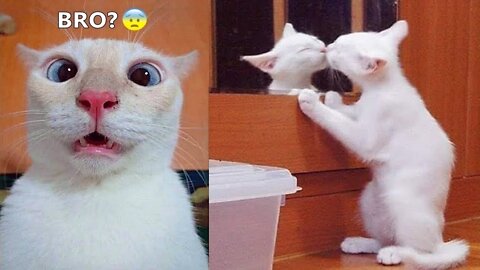 Funniest Cat And Dogs 😂 Funny Animal Videos 2022