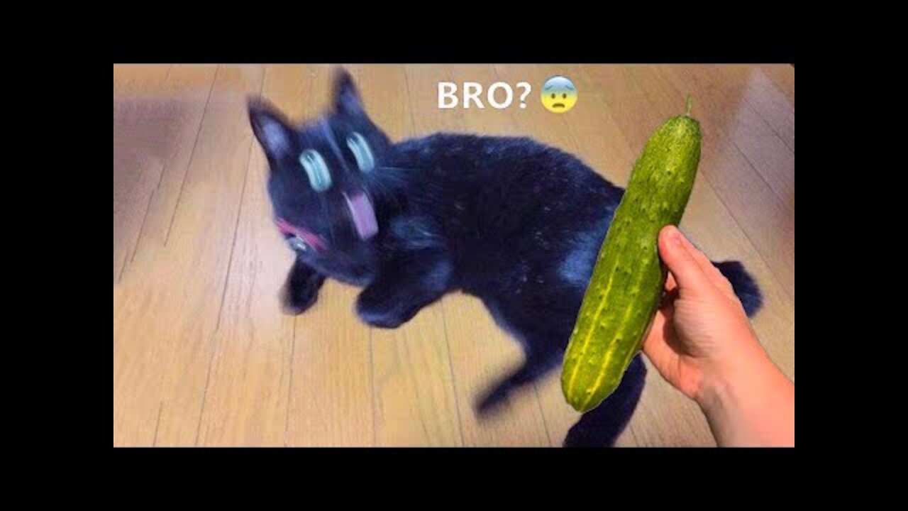 Funniest Animals - Best Of The 2021 Funny Animal Videos #5