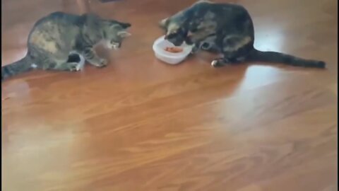 Cat food stamps 2 cats