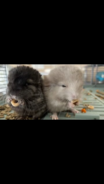 Baby chinchillas!