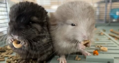 Baby chinchillas!
