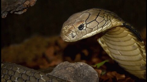 amazing- Snake Video