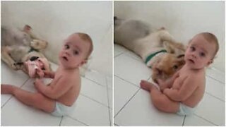 La lotta tra un bimbo e il suo cane