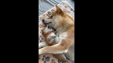 Pets lovers video