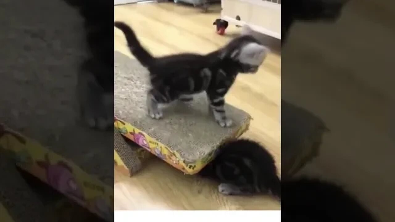 #Ffunny CATS E FOFOS #FUNNY_CATS #shorts