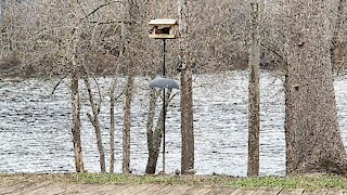 Birdies at the feeder