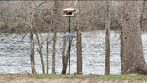 Birdies at the feeder