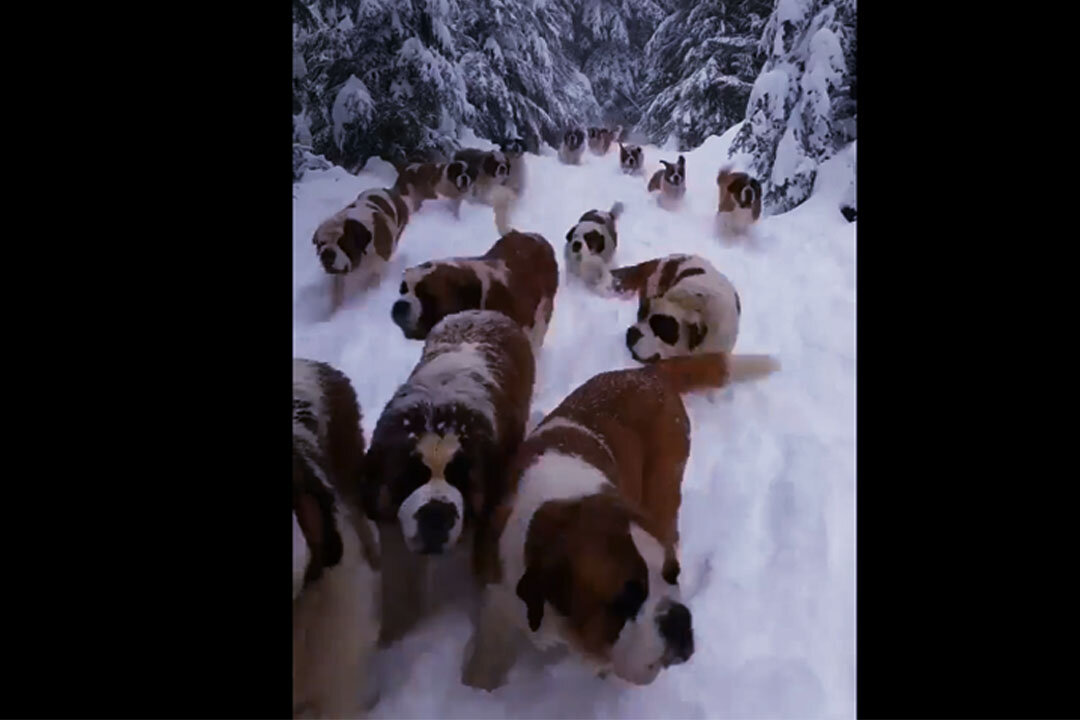 Funny Dogs Enjoying the Snow