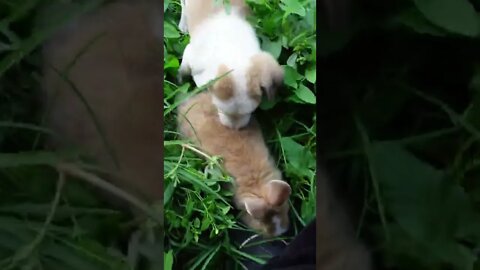 Маленький щенок поймала кролика #MyBloopers #shorts