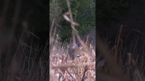 Little Buck