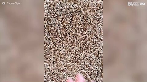 Elle relève son défi moquette haut la main !