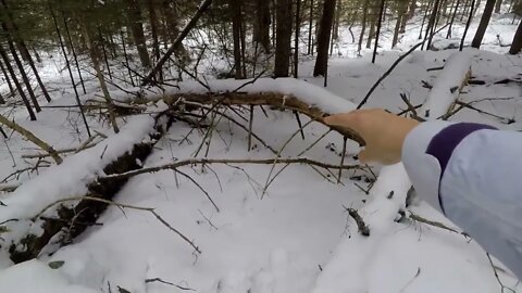 Winter Bushcraft: Camping with my Husky (-20⁰C)-7