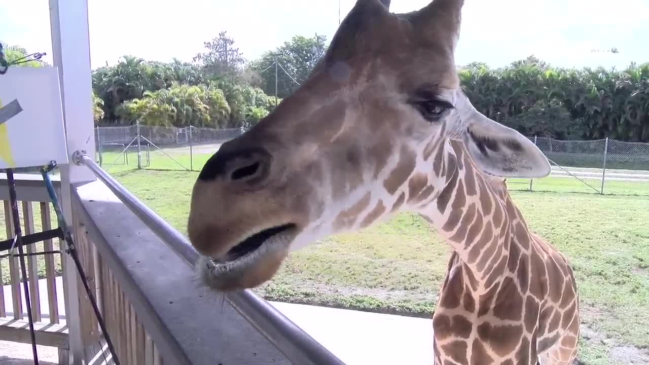 Slay Your Day - Giraffe painting bananas