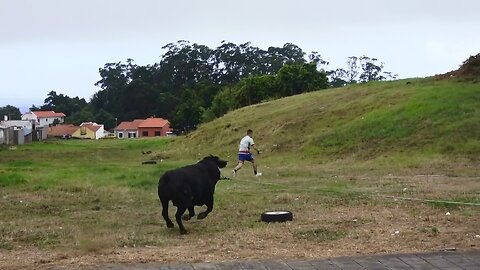 Marrada no Bairro da Terra Chã - Ganadaria EG - Touro 24