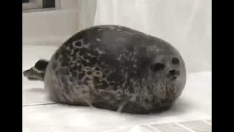 Ce phoque obèse mène une triste vie