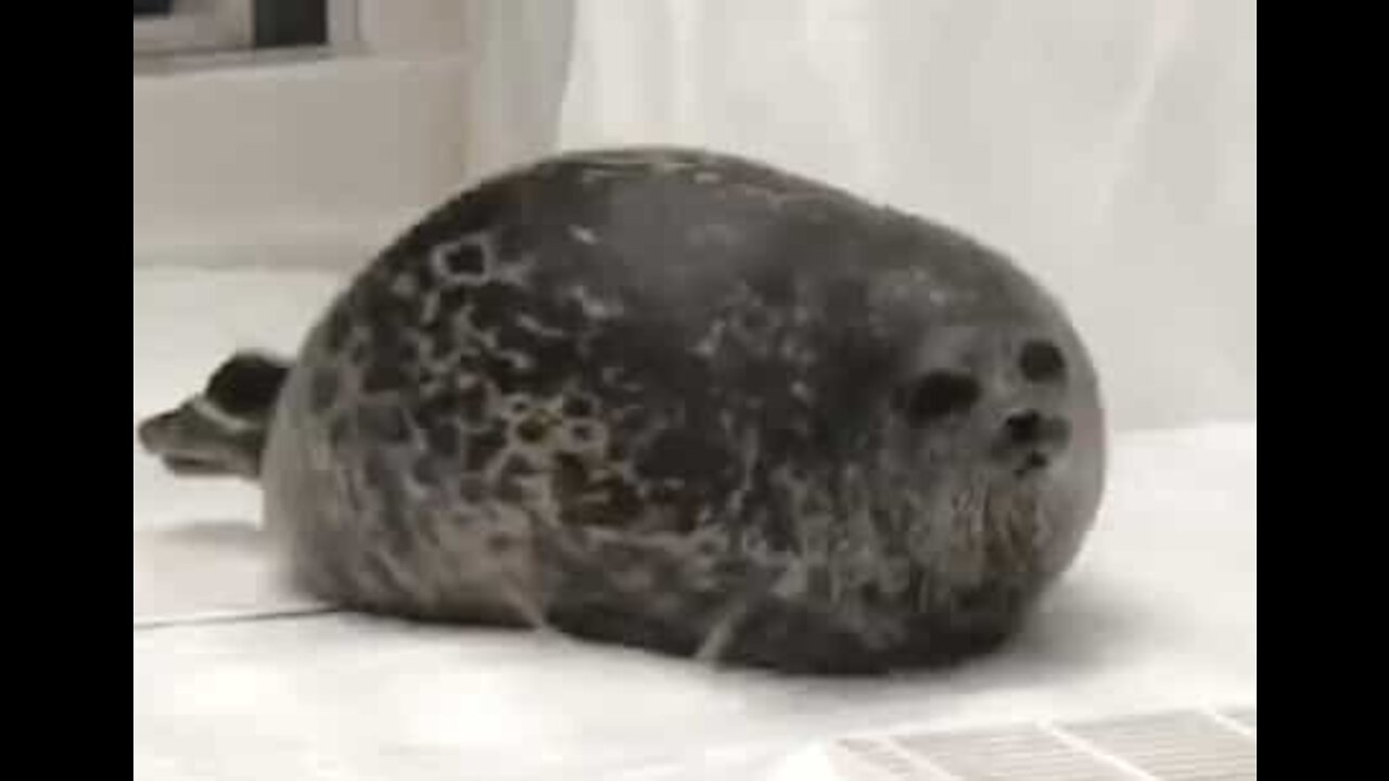 Ce phoque obèse mène une triste vie