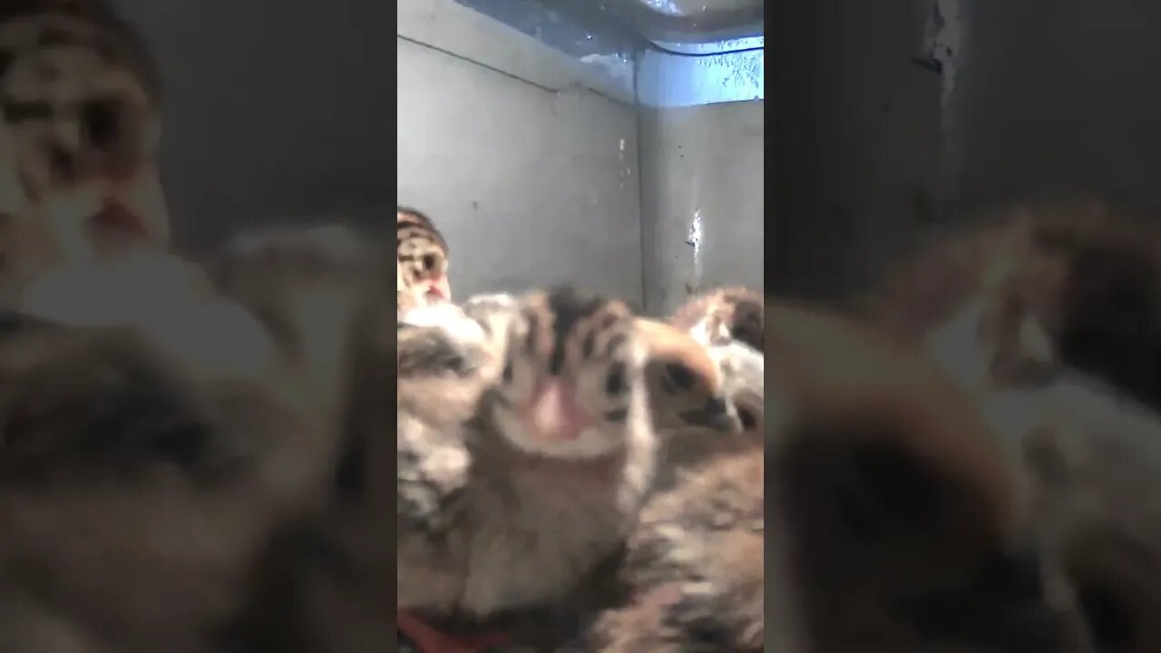 Baby keets steals the show