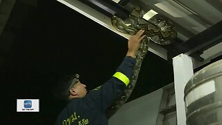 Snake Wrangler funny