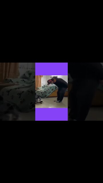 Animals being Hilarious part 5 | Funny Animals 2022 #shorts #funnyanimals2022 #part5