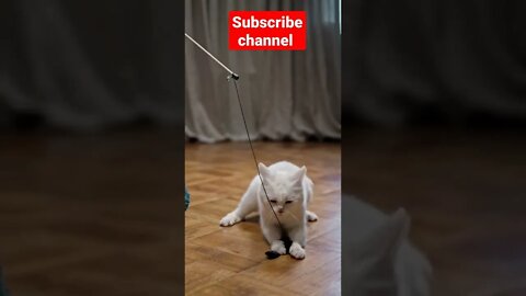 cats funny video#shorts#cats#catsanddogs #