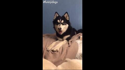 Funny Dogs part 2