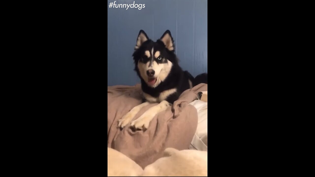 Funny Dogs part 2