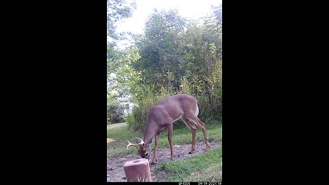 Buck Deer 9-19-2024
