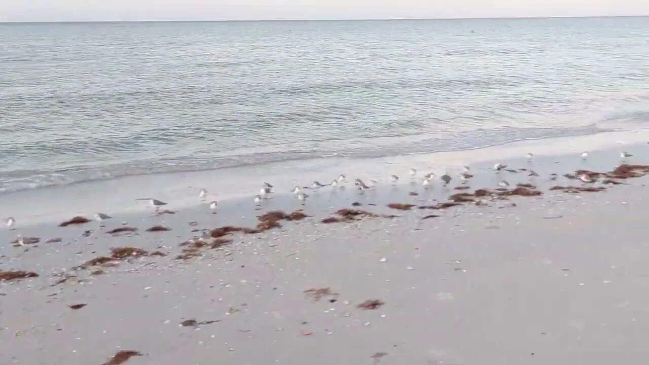 Busy Little Beach Birds on Fort Myers Beach - Florida in January