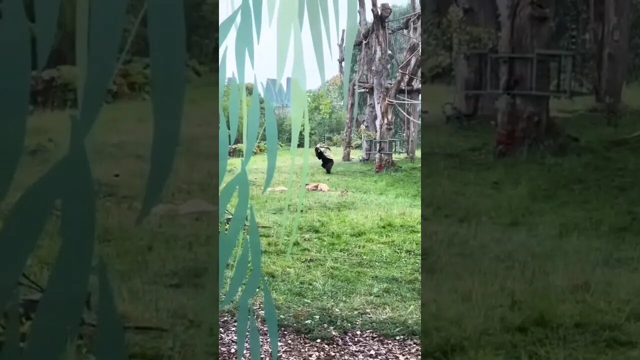 Raining at the Zoo 😂😂😂 #shortsvideo #shortsfeed #nature #shortviral #monkey #youtubeshorts