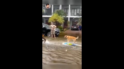 funny animals