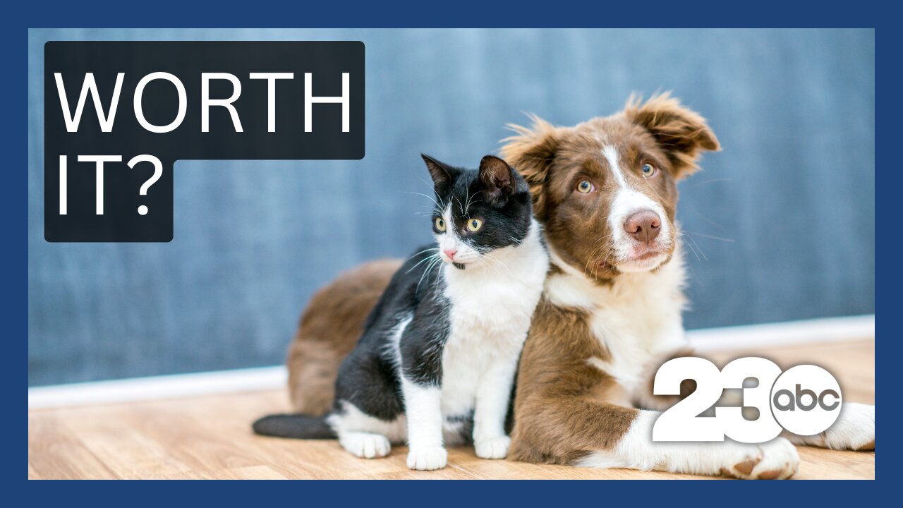 Is Pet Insurance Worth It?