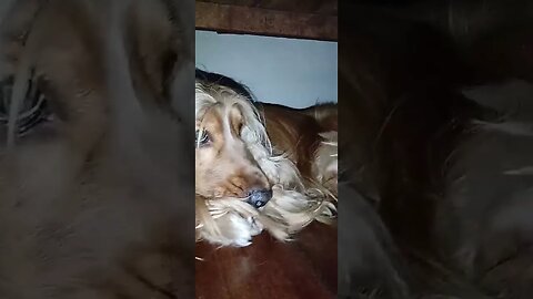 #dogshow , #animals , #dogs , #shorts