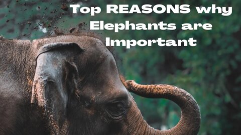 The IMPACTS Of Elephants On The LIVES Of Human