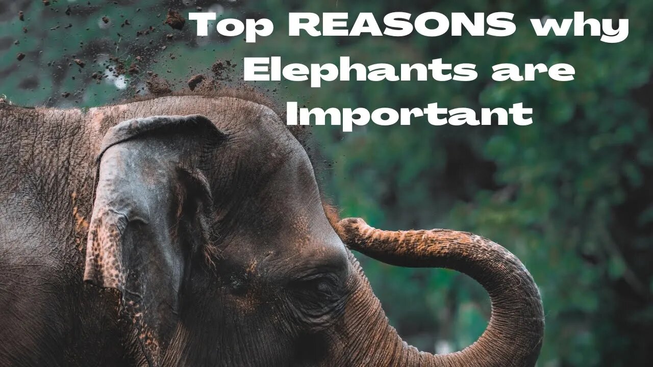 The IMPACTS Of Elephants On The LIVES Of Human